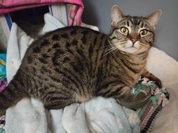 Lost Female Cat last seen Near W Hawthorne st, Pacific, MO 63069