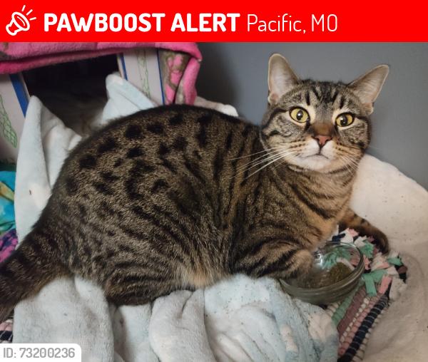 Lost Female Cat last seen Near W Hawthorne st, Pacific, MO 63069