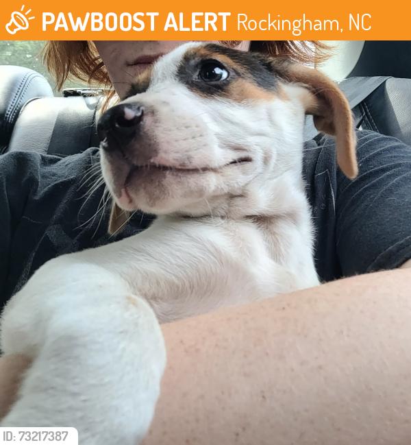 Found/Stray Male Dog last seen Family dollar, Rockingham, NC 28379