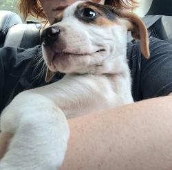 Found/Stray Male Dog last seen Family dollar, Rockingham, NC 28379