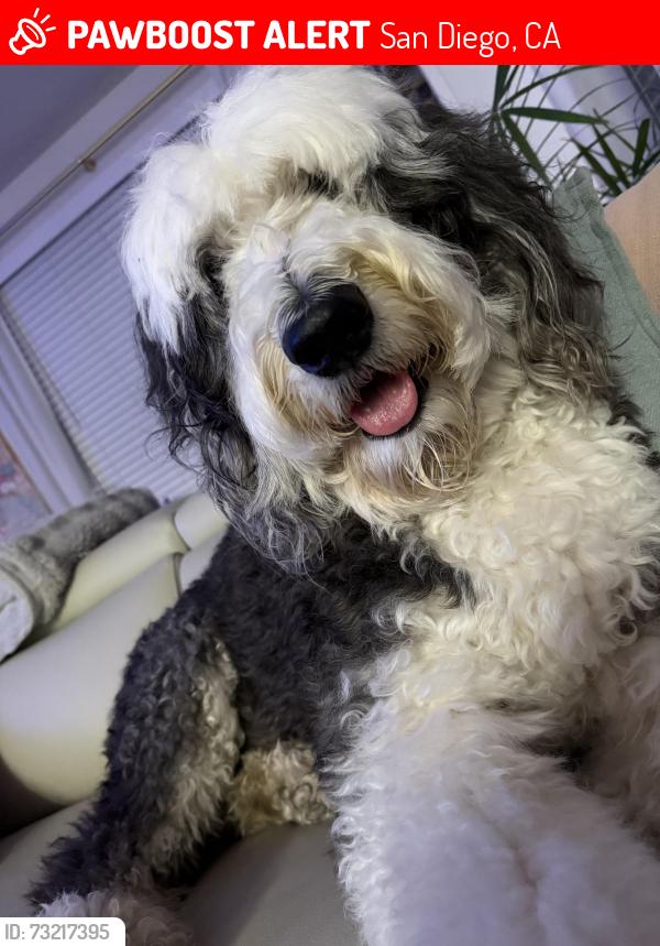 Lost Male Dog last seen Midway Barnett, San Diego, CA 92110