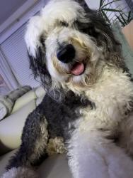 Lost Male Dog last seen Midway Barnett, San Diego, CA 92110