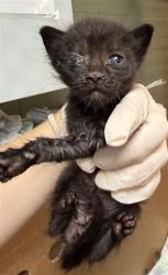 Shelter Stray Male Cat last seen , 2020 Forest St, Jacksonville, FL 32204, USA
