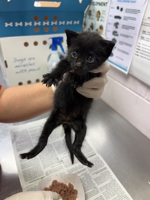 Shelter Stray Male Cat last seen PALMDALE ST, 2020 Forest St, Jacksonville, FL 32204, USA