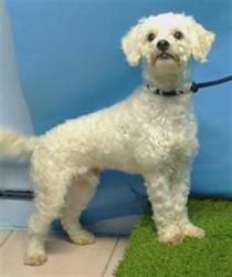 Shelter Stray Male Dog last seen , 216 W Victoria St, Gardena, CA 90248, USA