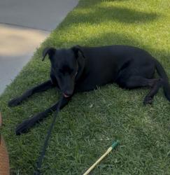 Reunited Female Dog last seen N golden West and E Camino Real, East San Gabriel, CA 91007