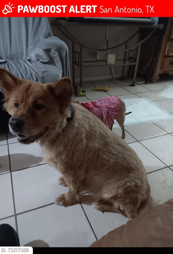 Found/Stray Male Dog last seen Cheddar and Allegheny, San Antonio, TX 78229