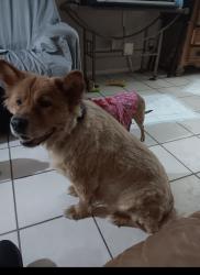 Found/Stray Male Dog last seen Cheddar and Allegheny, San Antonio, TX 78229