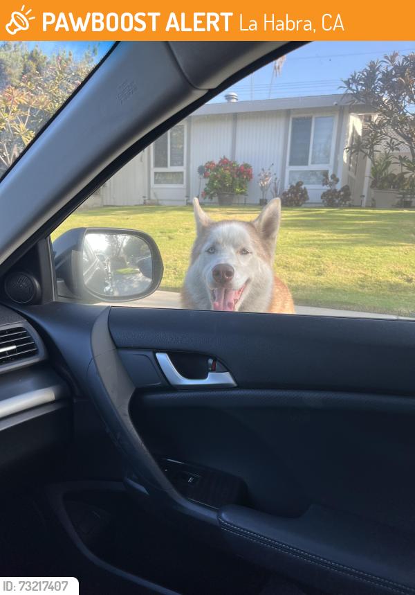 Found/Stray Unknown Dog last seen Walnut st and ryan ave, La Habra, CA 90631