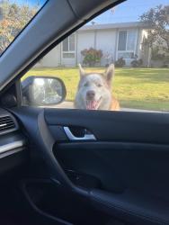 Found/Stray Unknown Dog last seen Walnut st and ryan ave, La Habra, CA 90631