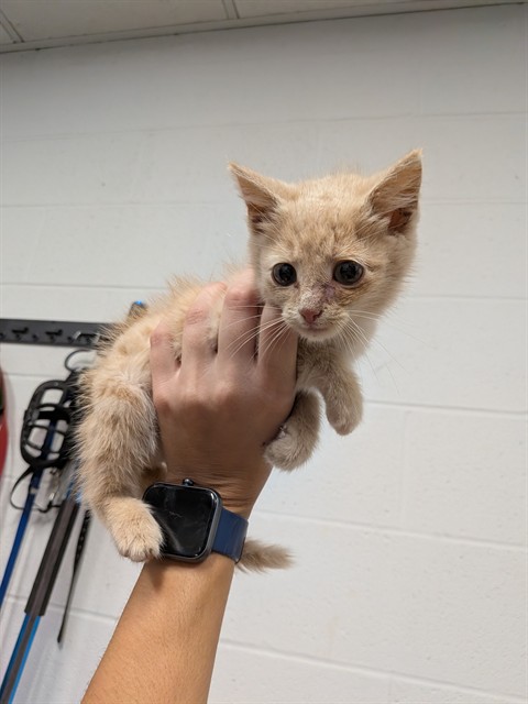 Shelter Stray Male Cat last seen ST CHARLES CO, 4850 Mid Rivers Mall Dr, St Peters, MO 63376, USA