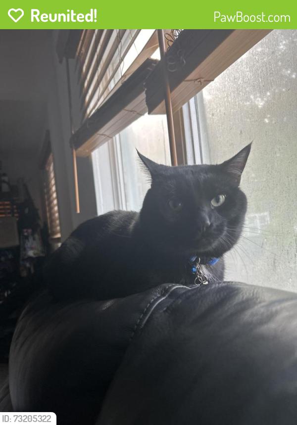 Reunited Male Cat last seen Near Sherman st Stamford ct, Stamford, CT 06902
