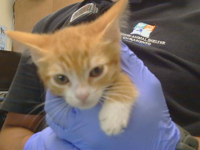 Shelter Stray Male Cat last seen BUENA VISTA/MADISON AVE, 95628, 3839 Bradshaw Rd, Sacramento, CA 95827, USA