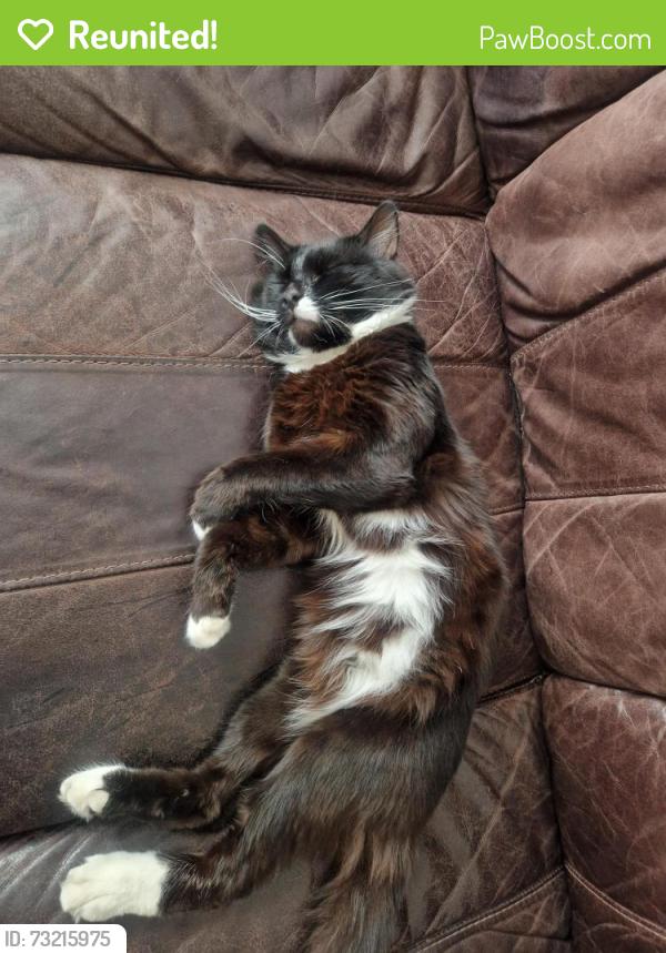 Reunited Male Cat last seen E78jj, Greater London, England E7 8JJ