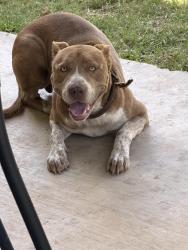 Reunited Male Dog last seen Ponderosa, Odessa, TX 79762