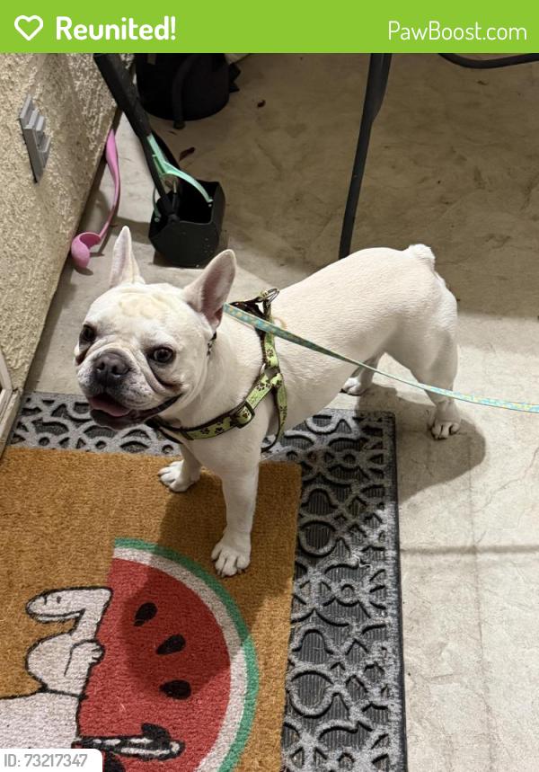 Reunited Male Dog last seen Roy Herburger Elementary School, Elk Grove, CA 95624