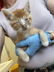 Shelter Stray Male Cat last seen BASELINE AND WATERMAN, 333 Chandler Pl, San Bernardino, CA 92408, USA