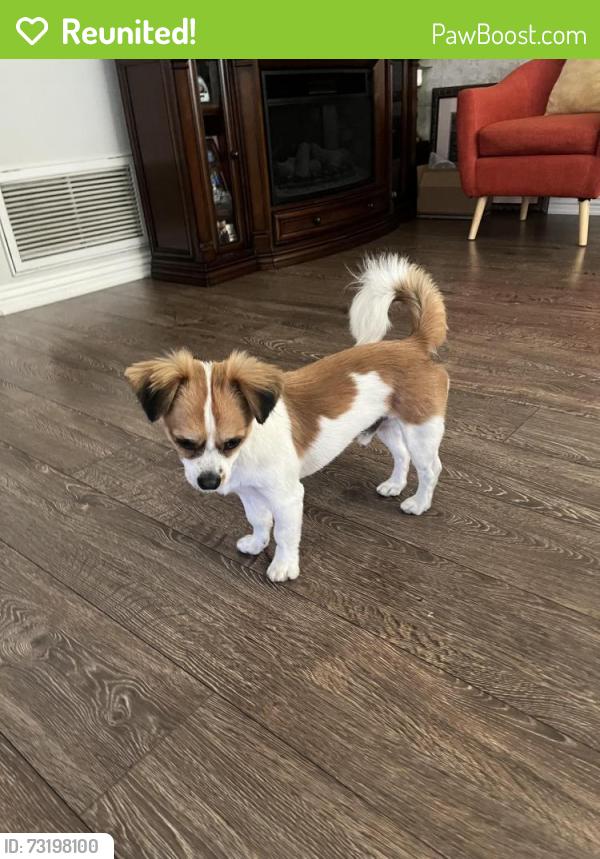 Reunited Male Dog last seen Vanowen & white oak, Los Angeles, CA 91335