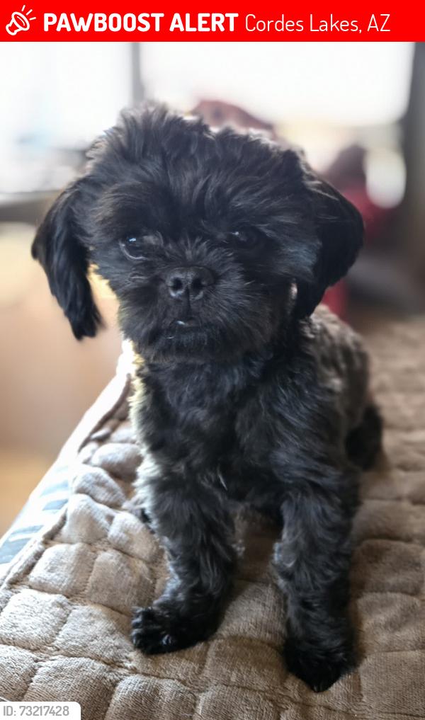 Lost Male Dog last seen Aztec Trail and cordes Lakes rd, Cordes Lakes, AZ 86333