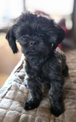 Lost Male Dog last seen Aztec Trail and cordes Lakes rd, Cordes Lakes, AZ 86333