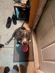 Reunited Male Dog last seen Blanchard st/Eastman ave, Los Angeles, CA 90033