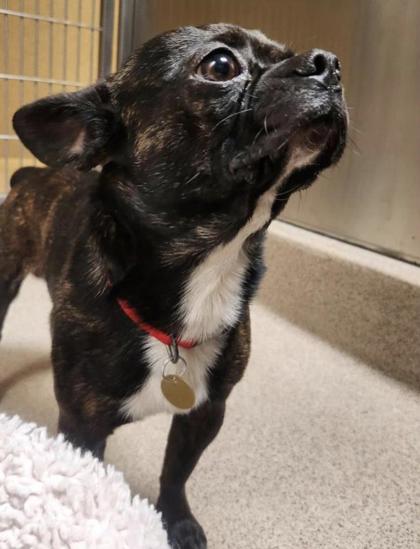 Shelter Stray Male Dog last seen found in parking lot of panda express, Oakland, CA, 1101 29th Ave, Oakland, CA 94601, USA