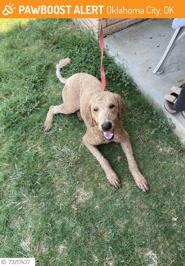 Found/Stray Male Dog last seen Occc, Oklahoma City, OK 73159