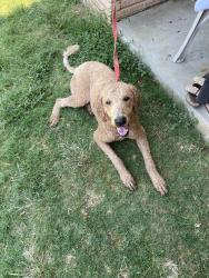 Found/Stray Male Dog last seen Occc, Oklahoma City, OK 73159