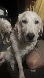 Reunited Unknown Dog last seen Lone Pine Canyon Rd, Wrightwood, CA 92329