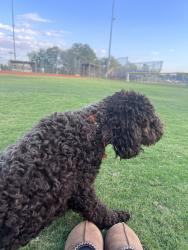 Reunited Female Dog last seen Near S US-27 Carrollton, GA 30117 United States, Carrollton, GA 30117