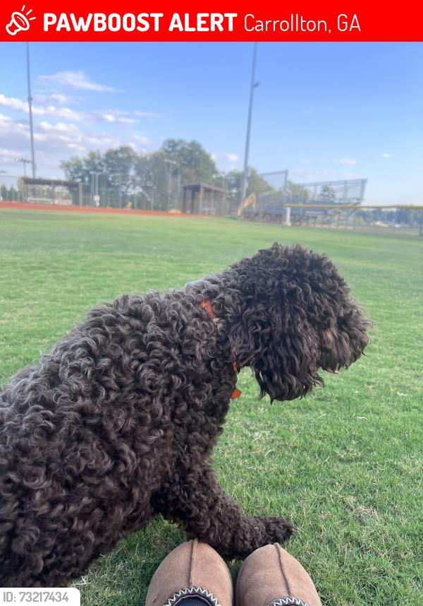Lost Female Dog last seen Near S US-27 Carrollton, GA 30117 United States, Carrollton, GA 30117