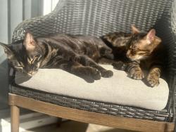 Lost Male Cat last seen Close to the residents center at barefoot, North Myrtle Beach, SC 29582