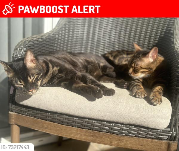 Lost Male Cat last seen Close to the residents center at barefoot, North Myrtle Beach, SC 29582