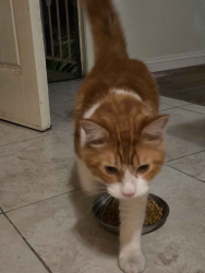 Found/Stray Male Cat last seen farquhar and bloomfield, Los Alamitos, CA 90720