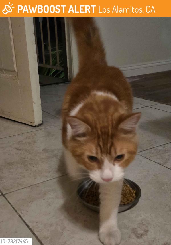 Found/Stray Male Cat last seen farquhar and bloomfield, Los Alamitos, CA 90720