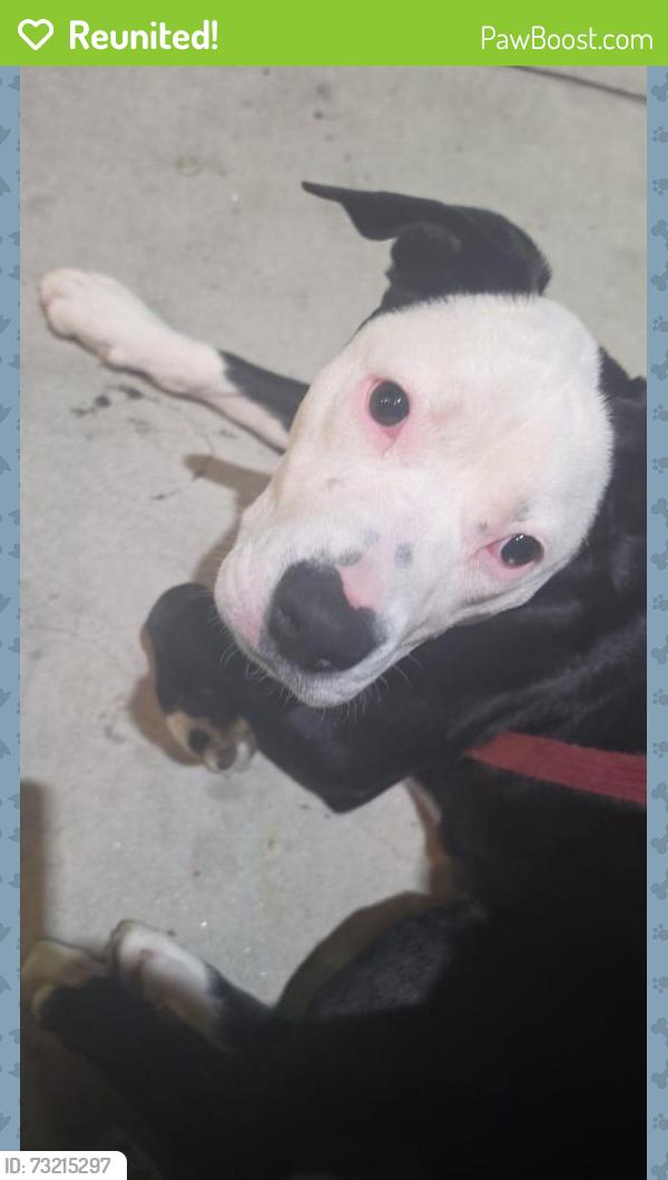 Reunited Female Dog last seen Sunset/Alvarado, Los Angeles, CA 90026
