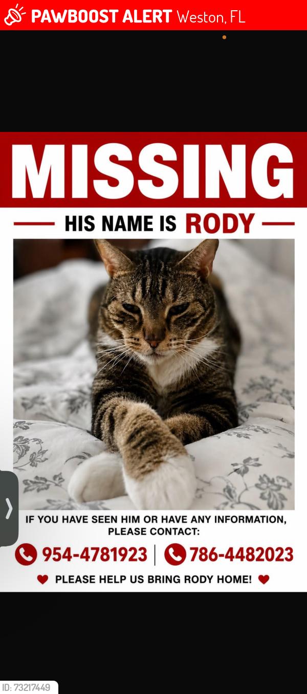 Lost Male Cat last seen Near Laguna Springs Dr, Weston, FL 33326