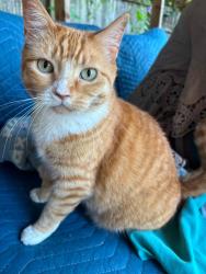 Lost Female Cat last seen Hillwood Park, Shoreline, WA 98177