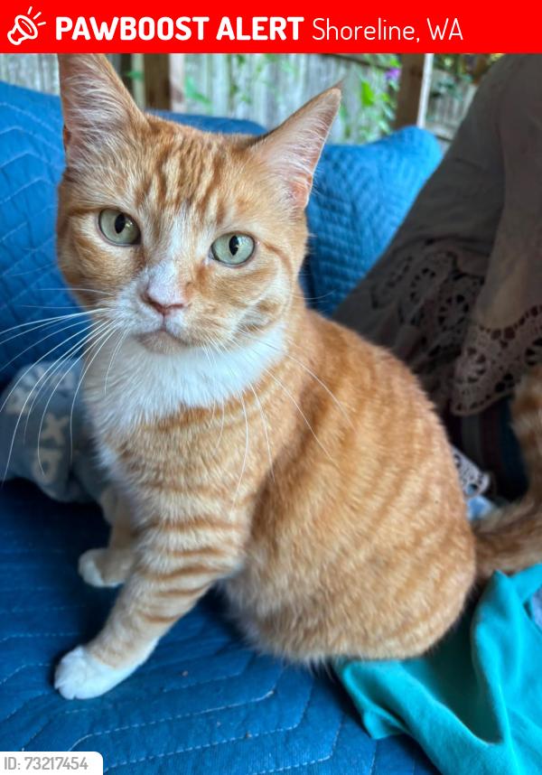 Lost Female Cat last seen Hillwood Park, Shoreline, WA 98177