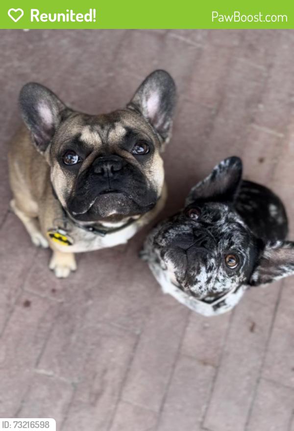 Reunited Unknown Dog last seen Near Goldentree Avenue, Fontana, CA 92337, USA, Fontana, CA 92337