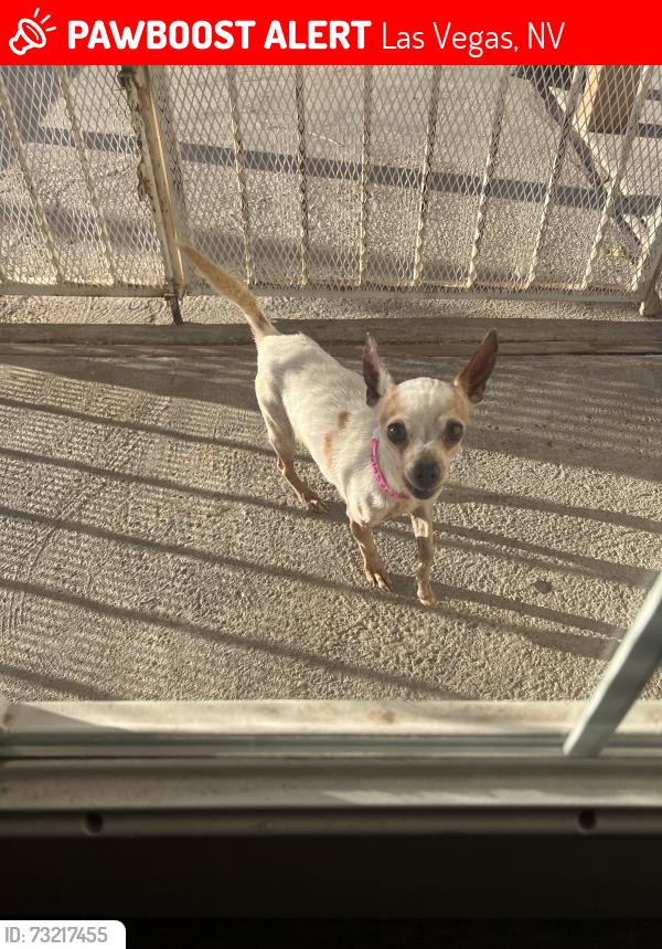 Lost Female Dog last seen Karen and McLeod, Las Vegas, NV 89121