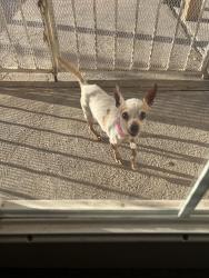 Lost Female Dog last seen Karen and McLeod, Las Vegas, NV 89121
