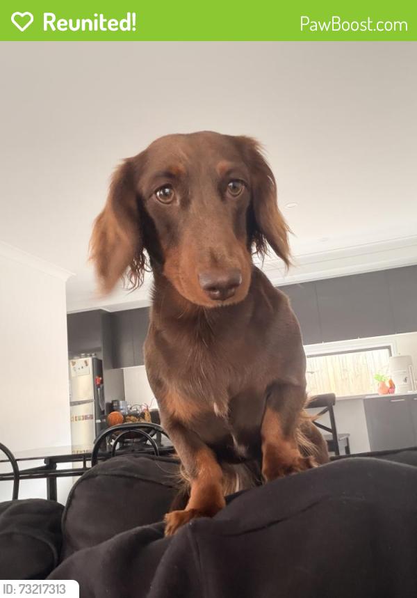 Reunited Female Dog last seen Ripley Macdonalds, Ripley, QLD 4306