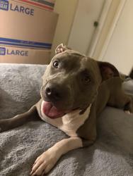 Lost Female Dog last seen Near Vaughn rd Athens GA, Athens, GA 30606