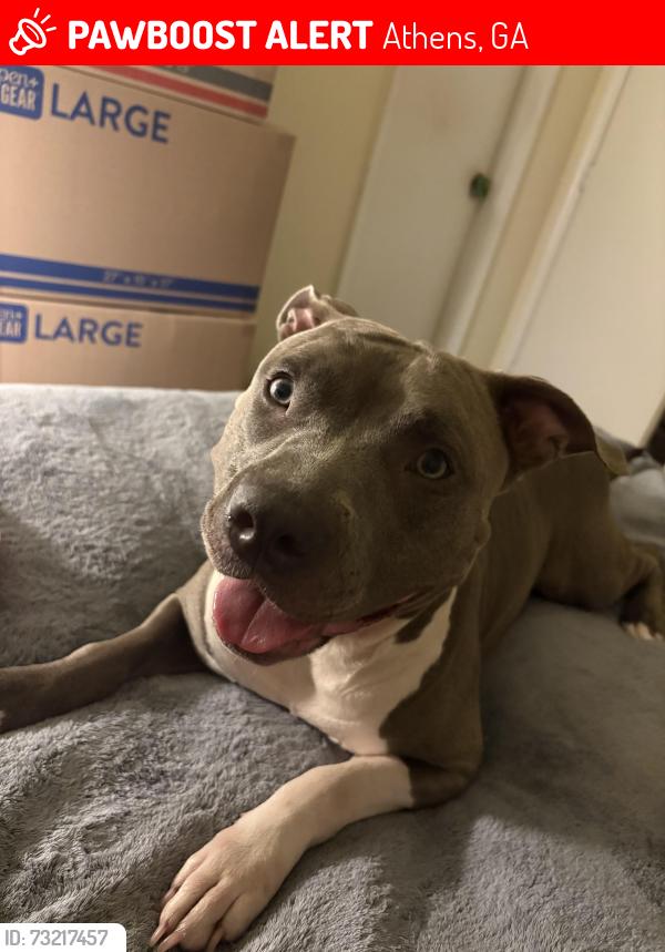 Lost Female Dog last seen Near Vaughn rd Athens GA, Athens, GA 30606