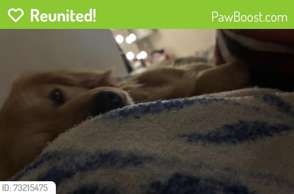 Reunited Male Dog last seen Hampshire Hills or Lake Dr & The plaza, Charlotte, NC 28215