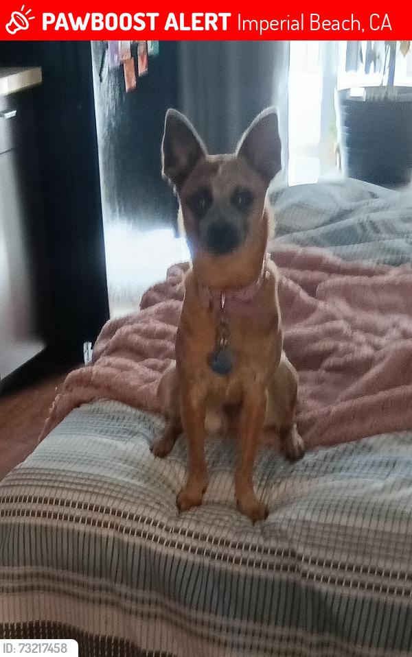 Lost Female Dog last seen Imperial Beach Blvd, Imperial Beach, CA 91932