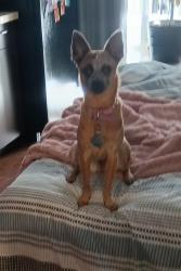 Lost Female Dog last seen Imperial Beach Blvd, Imperial Beach, CA 91932