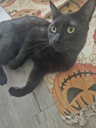 Reunited Male Cat last seen Belsize Avenue, Peterborough, England PE2 9HY