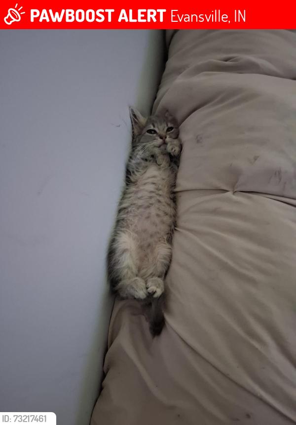 Lost Male Cat last seen Heidelbach, Evansville, IN 47711